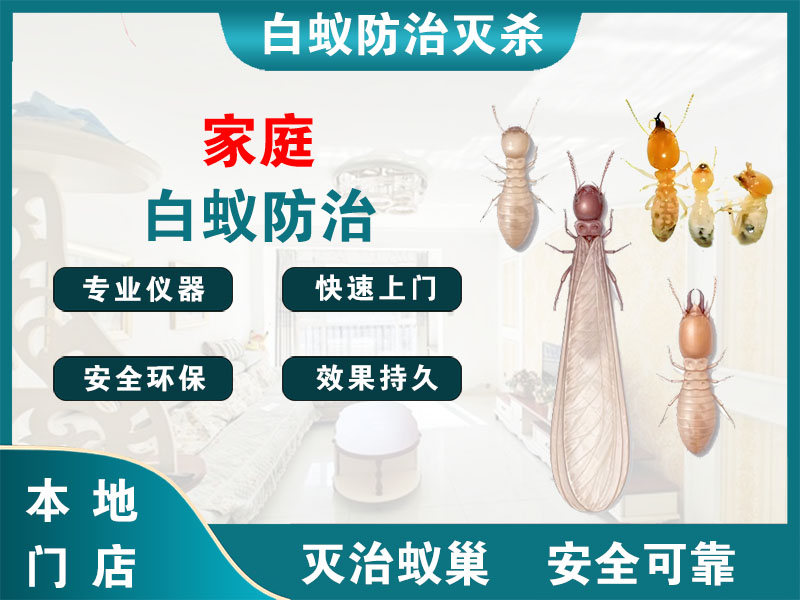 兰溪市家庭白蚁防治
